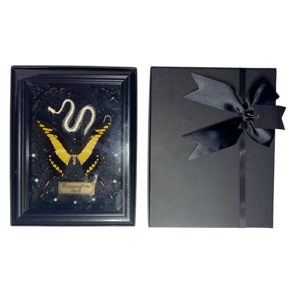 Framed 7x9 Snake Skeleton & King Swallowtail Butterfly (Papilio Thoas) - Picture 2 of 3